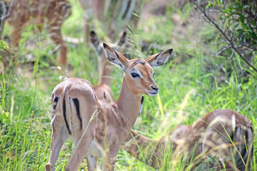 Obraz premium Baby Impala