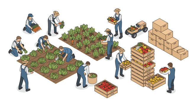 Isometric farmers harvesting vegetables and fruits in garden beds and packing them into wooden crates with a small truck on a white background, showcasing organic farm work and dis