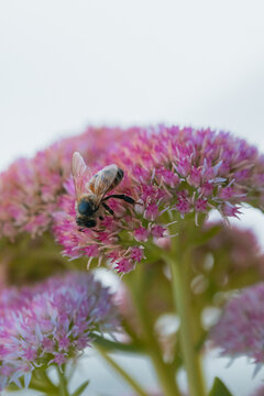 Close-up of a bee collecting nectar from a cluster of pink sedum flowers