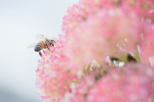 Close-up of a bee collecting nectar from a delicate pink flower in soft natural light