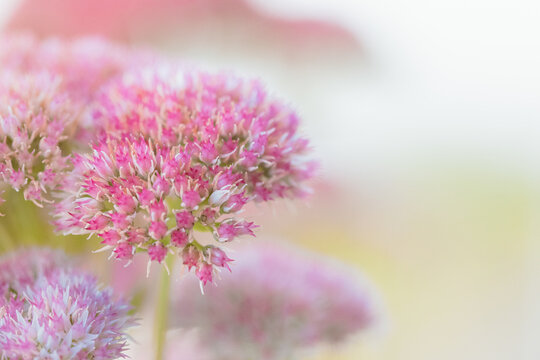 Delicate pink sedum flowers bloom in soft focus with a gentle pastel background