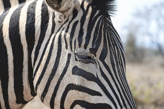Zebra close-up (eye detail)