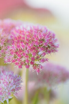 Close-up of delicate pink sedum flowers blooming in soft, diffused light