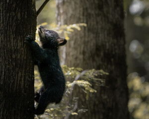 A young black bear cub climbing a tree in a natural forest environment with soft light and peaceful woodland atmosphere. © Dmytro