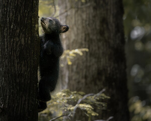 A young black bear cub climbing a tree in a natural forest environment with soft light and peaceful woodland atmosphere. © Dmytro