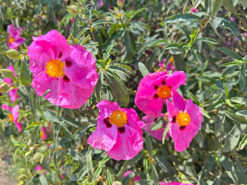 Vibrant pink Cistus purpureus - Orchid Rockrose - flowers bloom on a bushy evergreen shrub.