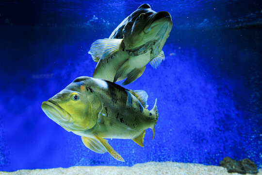 Fish Cichla kelberi swimming in a blue tank during daytime at a public aquarium where many visitors admire marine life