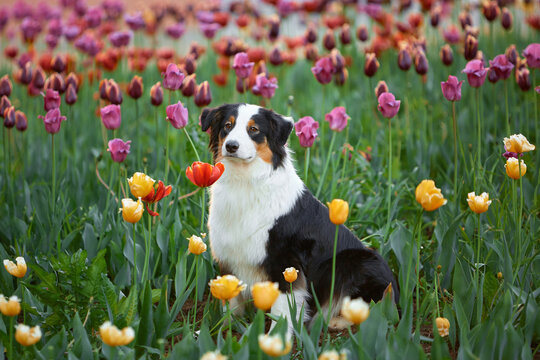 An Australian Shepherd (Aussie tricolor) sits in a dense field of colorful tulips in a spring garden. The dog poses among the purple, yellow, and red tulips on a May spring day. 