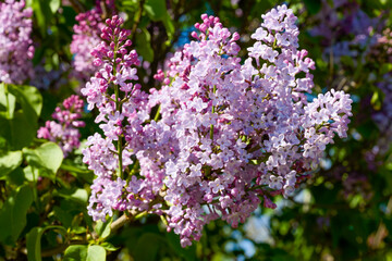 Obraz premium image of lilac flowers on a sunny spring day, blurred background
