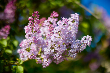 Obraz premium image of lilac flowers on a sunny spring day, blurred background