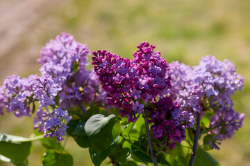 Obraz premium image of lilac flowers on a sunny spring day, blurred background