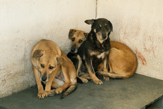 Three Scared Dogs Hiding Behind Each Other in Cage at Shelter