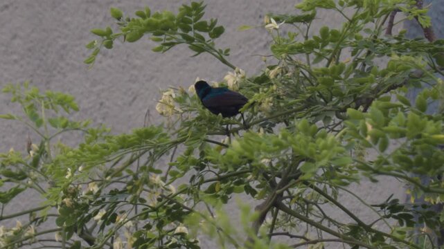 Purple Sunbird drinking nectar from flowering tree branches in natural habitat