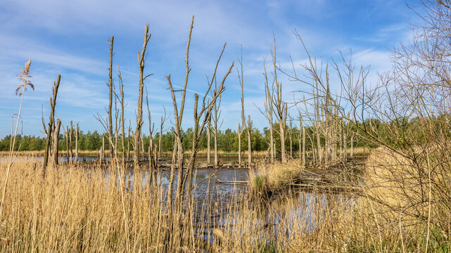 Dead trees in the tidal freshwater delta of the Biesbosch National Park, Netherlands