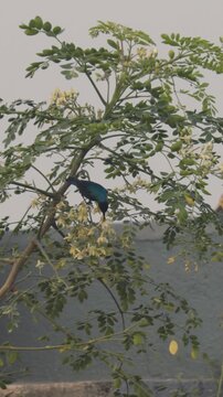 Purple Sunbird drinking nectar from flowering tree branches in natural habitat
