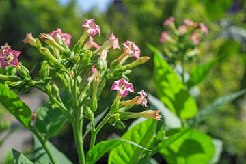 Obraz premium Flowers bloom in a garden under bright sunshine during spring season with green plants surrounding them