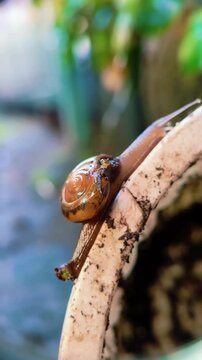 Macro Video of Small Garden Snail Crawling Slowly on Wet Stone Surface