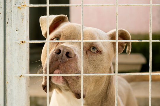 Pitbull Close Up Behind Cage Bars at Animal Shelter