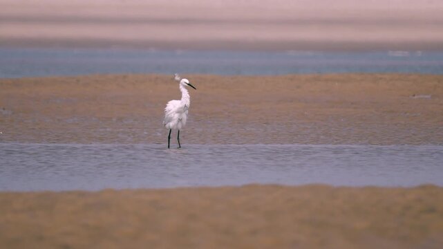 Little Egret walking through shallow coastal water