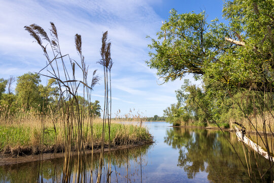 Low water level in the tidal freshwater delta of the Biesbosch National Park, Netherlands