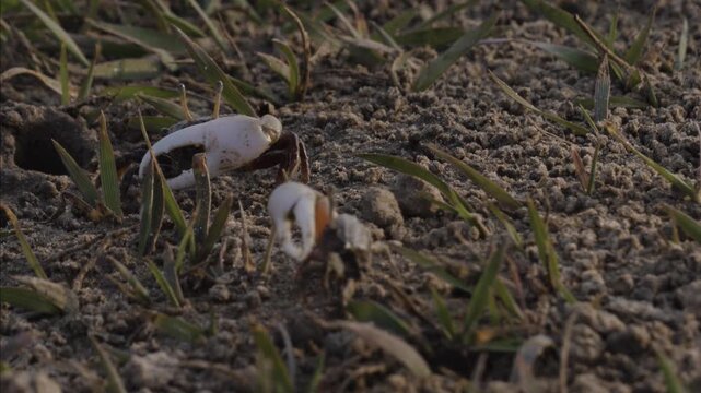 Fiddler crabs waving large claws on sandy coastal mudflat