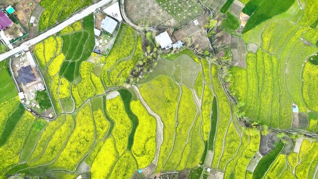 Birds eye Drone shot revealing abstract view of vibrant spring harvest in Mustard Farms Kashmir, India