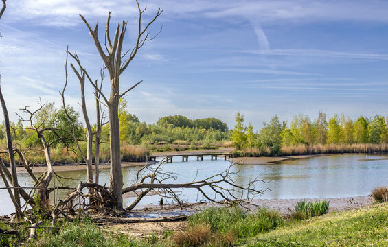 Dead trees in the tidal freshwater delta of the Biesbosch National Park, Netherlands