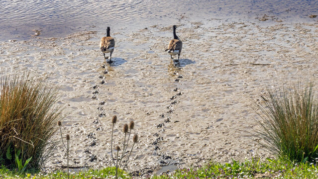 Two Canada geese leaving trails in wet mud at low tide in the tidal freshwater delta of the Biesbosch National Park, Netherlands