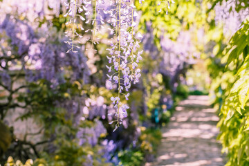 Obraz premium Wisteria blooms hang down along a stone path in the garden during springtime in a sunny afternoon