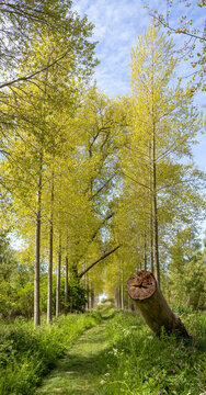 Sunlight shining through yellow-green budding poplar trees along a footpath in the tidal freshwater delta of the Biesbosch National Park, Netherlands