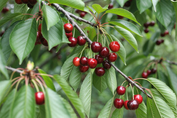Obraz premium Close up of ripe red cherries hanging on a tree branch with green leaves in an orchard