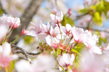 Obraz premium 満開の霞桜
