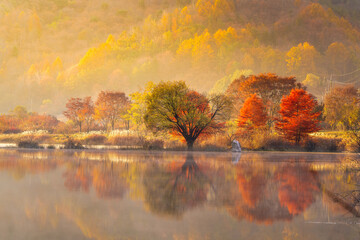Obraz premium Dreamy autumn morning at Jucheon Ecological Park in Jinan-gun, South Korea, featuring vibrant colorful trees and morning mist reflecting on the calm lake surface during sunrise.