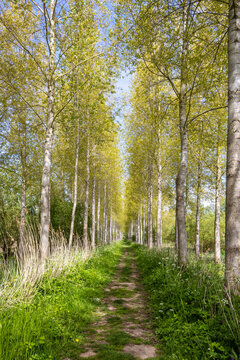 Sunlight shining through yellow-green budding poplar trees along a footpath in the tidal freshwater delta of the Biesbosch National Park, Netherlands