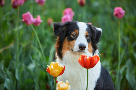 A close-up portrait of a tricolor Australian Shepherd among blooming tulips in a garden. The dog sits in a flowerbed, surrounded by bright pink and yellow flowers. A joyful spring mood, soft natural 