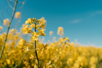 Obraz premium A close view of rapeseed flowers rises above a blooming yellow field in Vojvodina, Serbia. Spring blossom, agricultural detail, seasonal growth, and oilseed cultivation.