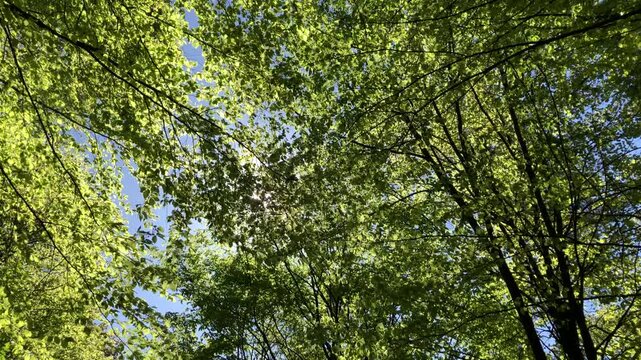Backlit green lush foliage and leaves, trees in a forest, idyllic woodland scenery natural wilderness on a sunny day