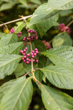Close up of beautyberry purple berries on branch with green leaves