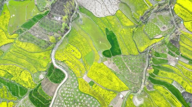 High-altitude top-down drone flight over blooming Kashmir fields. This unique aerial perspective transforms the traditional rural mustard farmlands of kashmir into a mesmerizing, colorful tapestry.