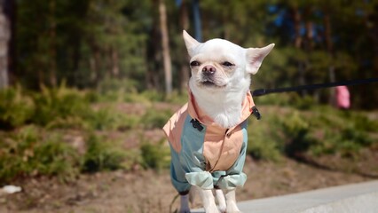 Small Chihuahua dog wearing a colorful jacket stands on a concrete surface with greenery and trees in the background, enjoying a sunny day outdoors © Андрей Знаменский