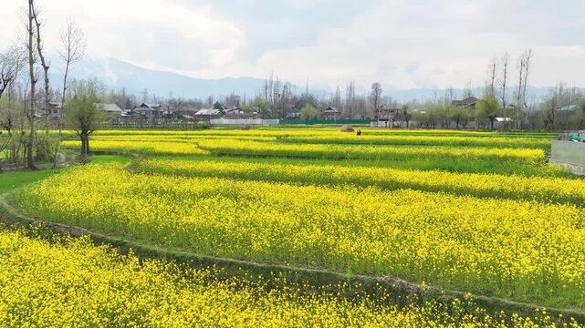 Cinematic low-altitude forward drone flight skimming just above the blooming yellow mustard crop in the Kashmir Valley