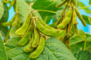 Fototapeta premium Soybean plants grow in clusters on green leaves under bright sunlight on a warm day in the farm field