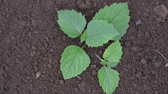 Patchouli leaves (Pogostemon cablin). Patchouli leaves are the base ingredient for making essential oils.