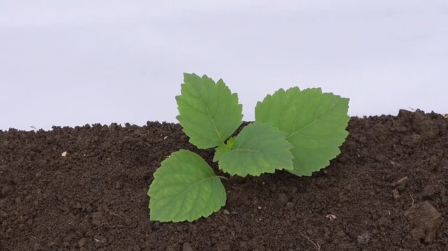 Patchouli leaves (Pogostemon cablin). Patchouli leaves are the base ingredient for making essential oils.