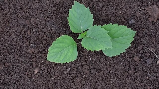 Patchouli leaves (Pogostemon cablin). Patchouli leaves are the base ingredient for making essential oils.