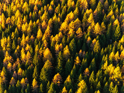Autumn forest trees displaying vibrant golden and green fall foliage in an aerial view mountain landscape, ideal for nature tourism and destination marketing. Luserna, Alpe Cimbra, Trentino, Italy.