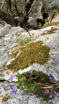 Viola odorata violets and moss on limestone rock along Mount Rumia ridge