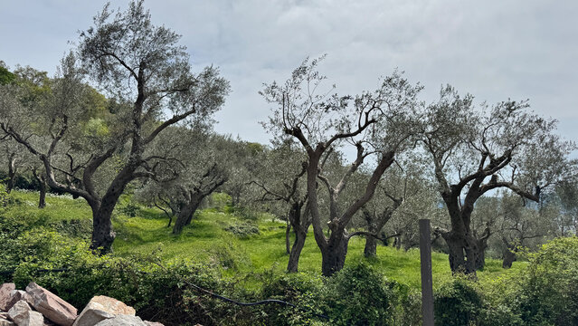 Olive grove on Rumia ridge mountain road with green spring valley view panorama