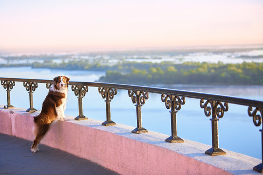 An Australian Shepherd stands on a viewing platform at dawn. The purebred dog gazes intently into the camera. The atmosphere is one of travel, tranquility, and natural beauty.