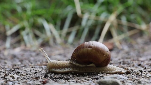 A snail is racing along the path.